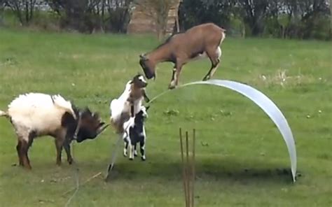 goats on a metal sheet|Goats Balance on Metal Sheet: Video .